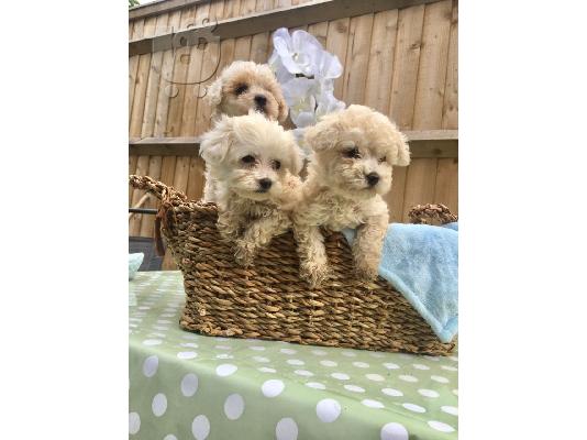 PoulaTo: Εξαιρετικά κουτάβια F2 Maltipoo
