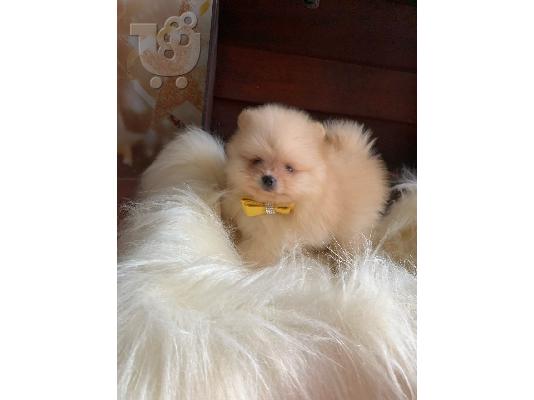Γεια σας, εδώ έχουμε 2 υπέροχα κουτάβια Pomeranian, 1