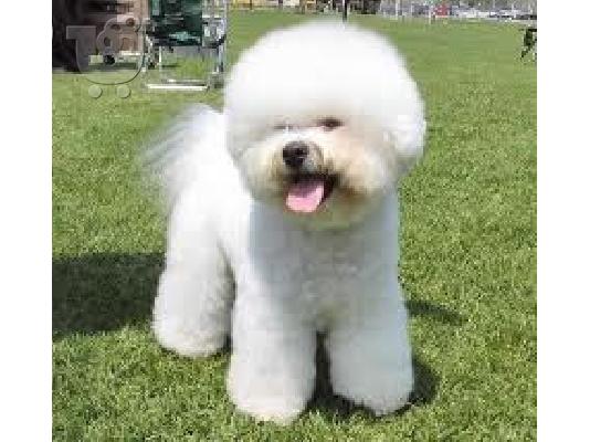 PoulaTo: Μπιζον φριζε καθαροαιμο κουταβακι