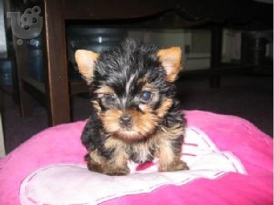 PoulaTo: Χαριτωμένα κουτάβια Yorkie