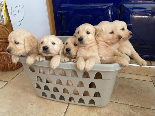 PoulaTo: Κουτάβι English Golden Retrievers προς πώληση