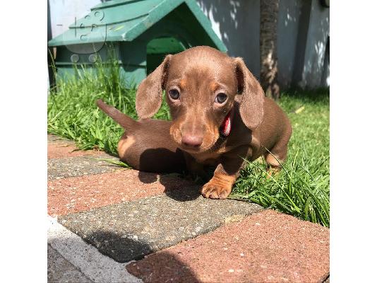 Μίνι Dachshunds
