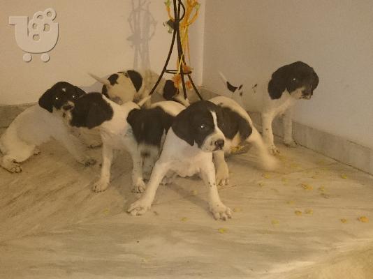 PoulaTo: ΠΩΛΟΥΝΤΑΙ POINTER ΚΟΥΤΑΒΙΑ