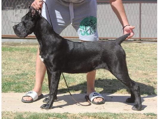 PoulaTo: Cane Corso προς πώληση