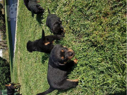 Rottweiler