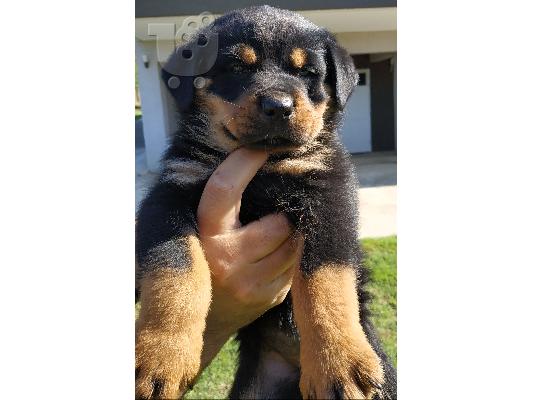 PoulaTo: Rottweiler