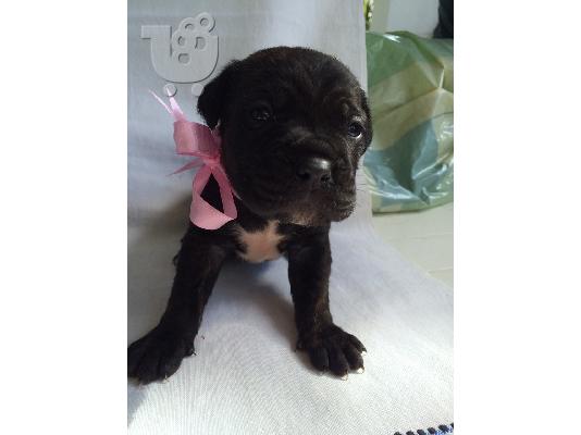 PoulaTo: Καθαρόαιμο κουτάβι cane corso
