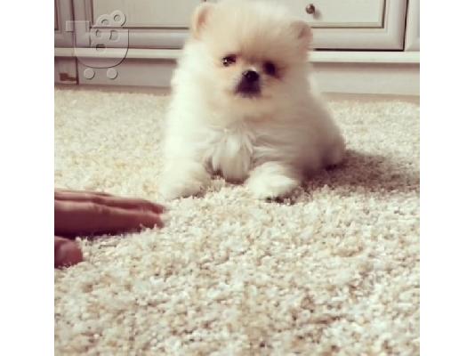 Πώληση Pomeranian σκύλοι και κουτάβια