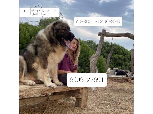 ΠΟΙΜΕΝΙΚΑ ΚΑΥΚΑΣΟΥ ΣΙΒΗΡΙΑΣ