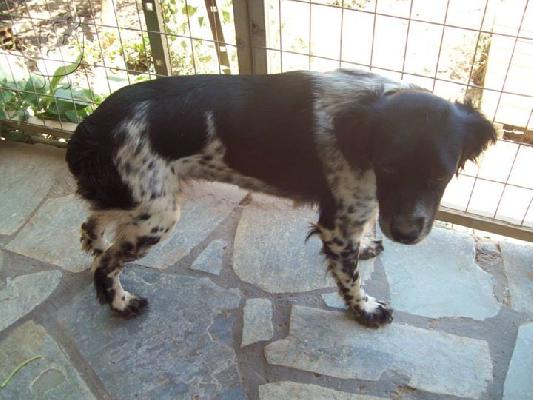 Μικροσωμη σκυλιτσα χαριζεται