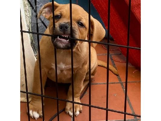 PoulaTo: Pitbull