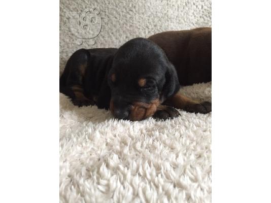 Doberman Pups