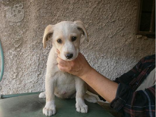 Κουταβακι λευκο 3μηνων χαριζεται