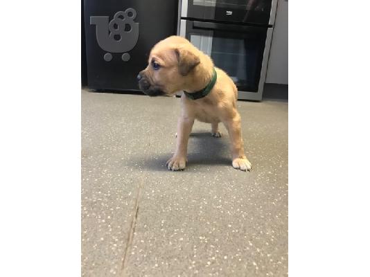 Ωραία κουτάβια τεριέ BULLMASTIFF
