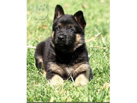 Boy German Shepards Έτοιμο
