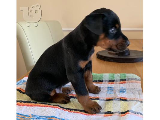 PoulaTo: Κουτάβια Doberman 12 εβδομάδων