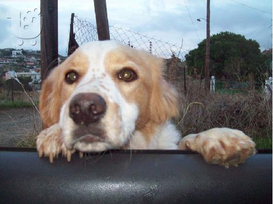 Επανιελακι ημιαιμο ψαχνει σπιτακι