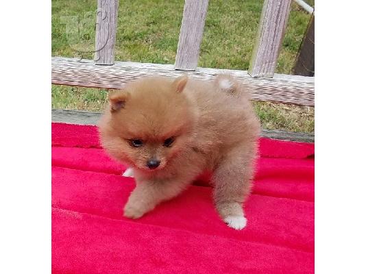PoulaTo: Pomeranian ψάχνει για ένα σπίτι