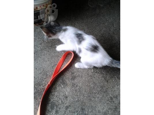 Γατακι 2μηνων χαριζεται