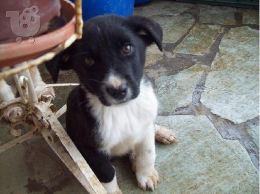 Κουταβακια χαριζονται