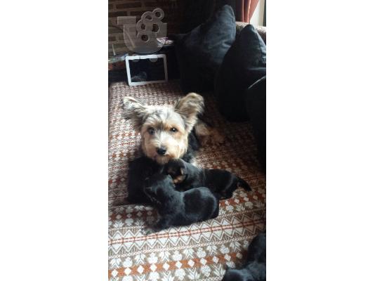 PoulaTo: τεριε γιορκσαιρ