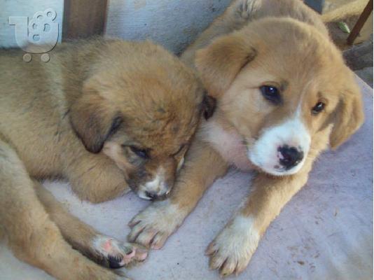 PoulaTo: Μεγαλοσωμα κουταβακια χαριζονται