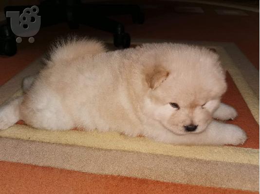 ΔΙΑΘΕΣΙΜΑ LOVELY CHOW CHOW PUPPY