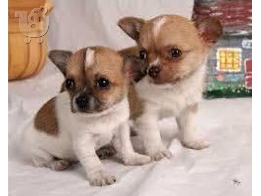PoulaTo: chihuahua