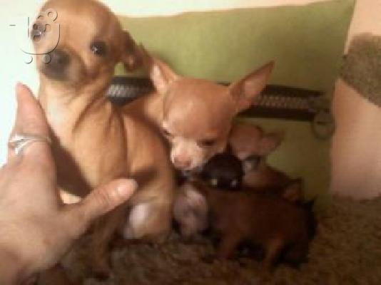 PoulaTo: τσιουαουα τσεπις