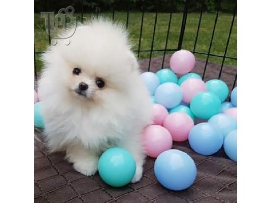 PoulaTo: Εκπαιδευμένα κουτάβια Pomeranian
