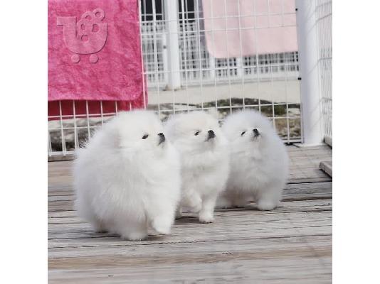 PoulaTo: Καταπληκτικά κουτάβια Pomeranian!