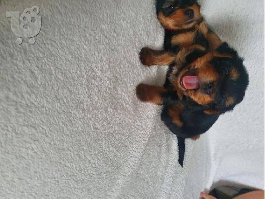 Υπέροχα κουτάβια yorkie