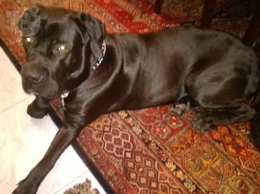 Πωλούνται Cane Corso