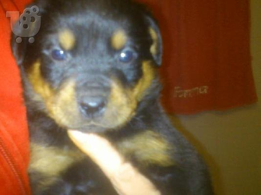 PoulaTo: rottweiler
