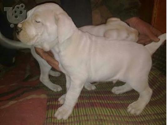 PoulaTo: Dogo Argentino καθαροαιμα κουταβια 6979314054 ΕΛΛΑΔΑ