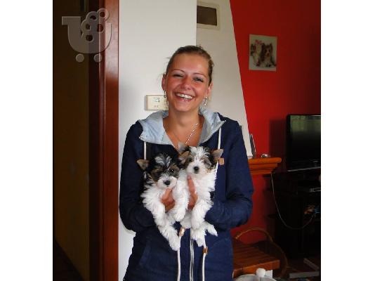 PoulaTo: yorkshire τεριέ κουτάβια ηλικίας 16 εβδομάδων.