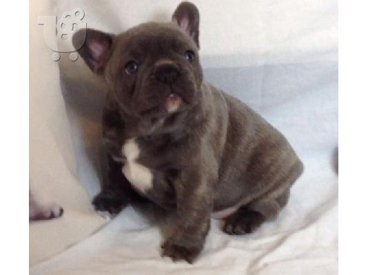 Gorgeous Frenchie μωρά Kc Καν
