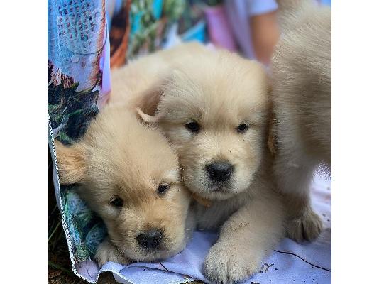 Disponibili pui jucăuși de Golden Retriever