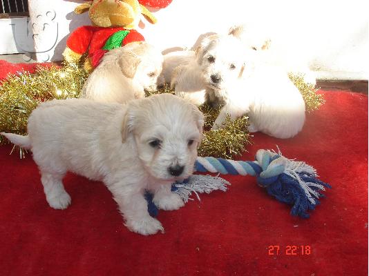 Μαλτεζ κανιs,35 ημερων,λευκα η ζαχαρι.