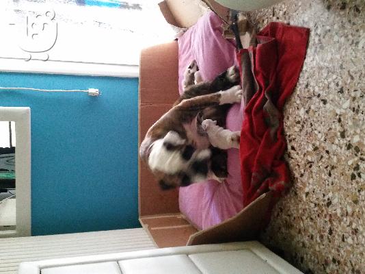 πωλουνται αγγλικά μπουλντόγκ