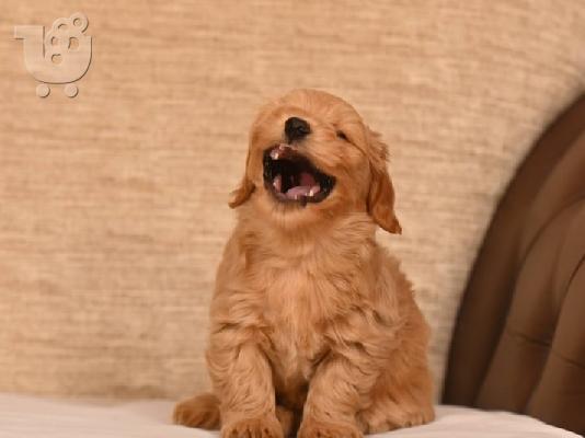 Havanese Bichon κουτάβια προς πώληση