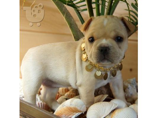 PoulaTo: Γλυκά μικρά κουτάβια Pomeranian