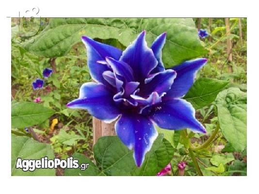 30 Σπανιοι Σποροι - Bonsai - Morning Glory
