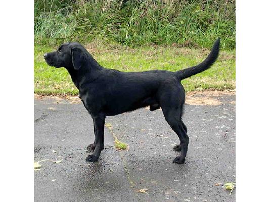 Labrador καθαροαιμα κουταβακια απο γονεις με pedigree ΑΘΗΝΑ ΚΡΗΤΗ 6979314054...
