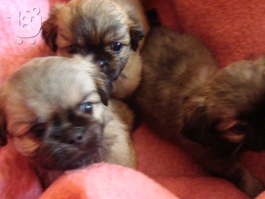 PoulaTo: Πεκινουά κουταβάκια