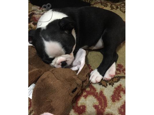 PoulaTo: boston terrier - τεριε βοστωνης
