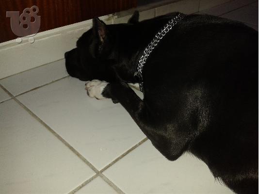 PIT BULL american staff