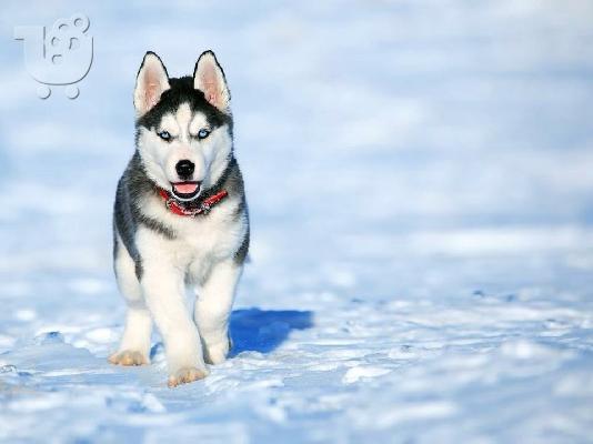 PoulaTo: Χάσκι Σιβηρίας (Siberian Husky)
