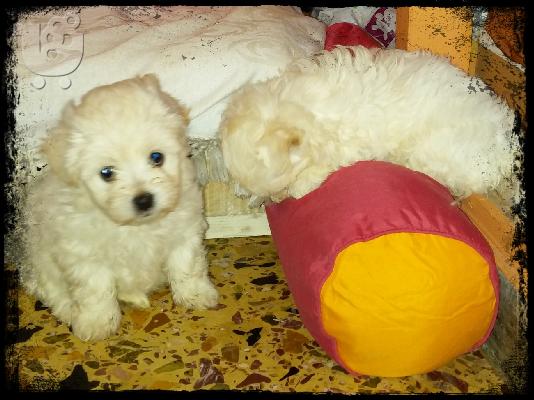 PoulaTo: maltese toy