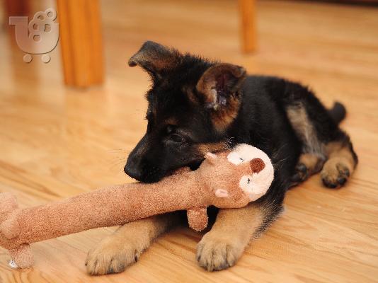 PoulaTo: Pastor alemán
